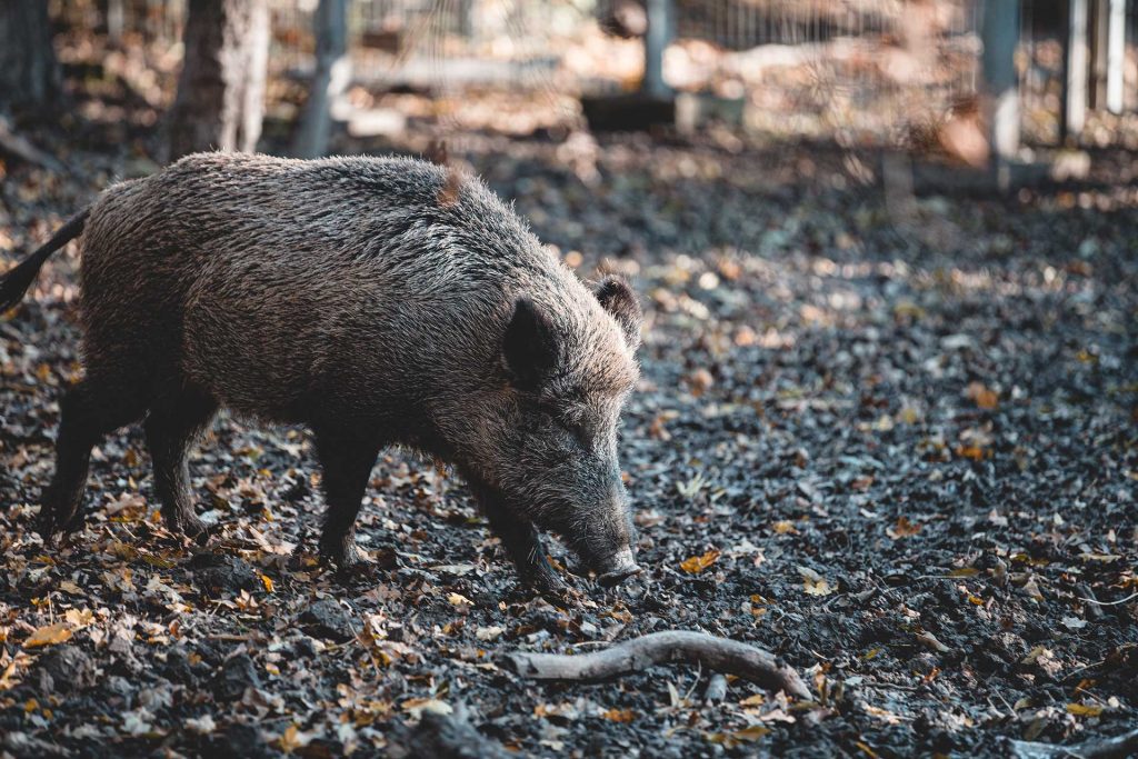 Unsere heimischen Wildschweine leben die meiste Zeit des Jahres in Gruppen, den so genannten "Rotten", zusammen.